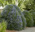 Deer brush